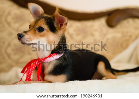 small cute pin-up dog with red ribbon lying in bed looking to the woman closeup picture