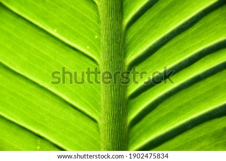 Beautiful fresh closeup green leaf. Highlighted by the sun. The plant has a beautiful expressive structure.