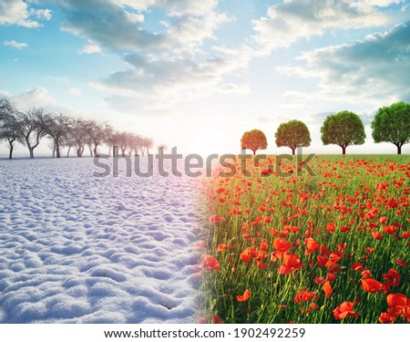 Winter and spring landscape. Snowy countryside and blooming red poppy field with sunset sky. Concept of change season.