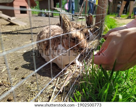 Man hand feed the bunnies in contact zoo