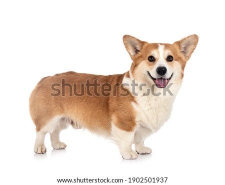 young Pembroke Welsh Corgi in front of white background Royalty-Free Stock Photo #1902501937
