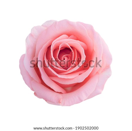 Pink rose flower isolated on white background, soft focus and clipping path