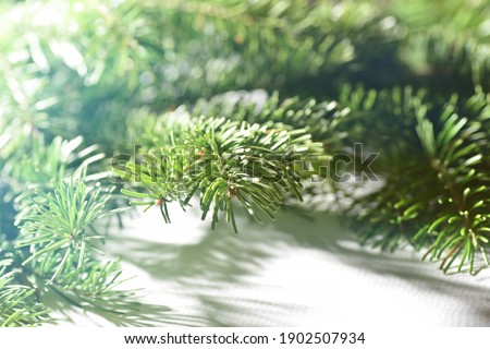 Green branches of pine and spruce lie on a white background, close-up, all the needles are visible. Place for text, inscriptions. New Year, Christmas, winter and cold season. Horizontal.