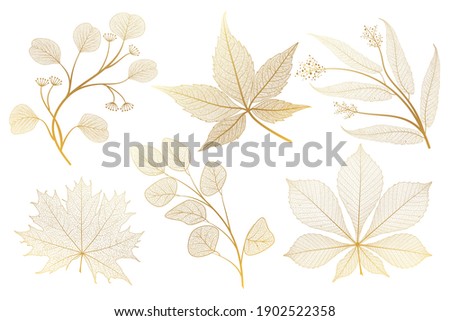 Set leaf veins of gold on white. Vector illustration.  Royalty-Free Stock Photo #1902522358