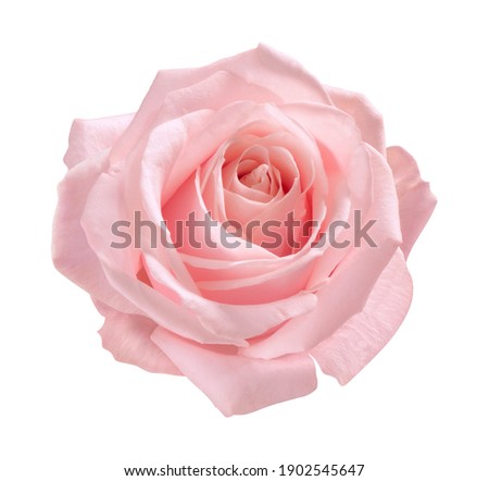 pink rose isolated on white background Royalty-Free Stock Photo #1902545647