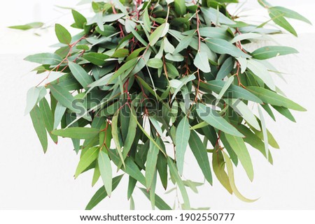 A eucalyptus with gray leaves