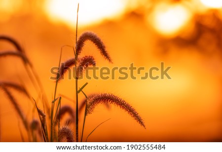 Meadow grass flower with dewdrops in the morning with golden sunrise sky. Selective focus on grass flower on blur bokeh background of yellow and orange sunshine. Grass field with sunrise sky.