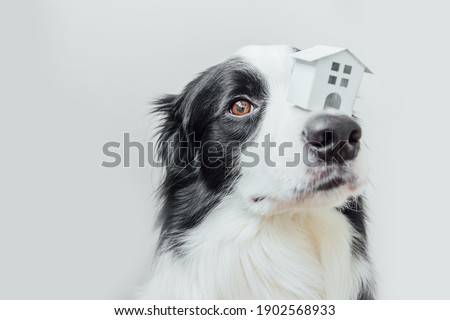 Funny portrait of cute puppy dog border collie holding miniature toy model house on nose isolated on white background. Real estate mortgage property sweet home dog shelter concept