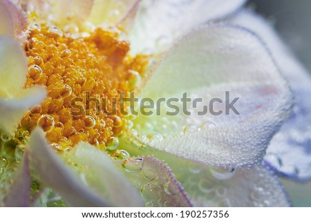 macro picture of a flower in water