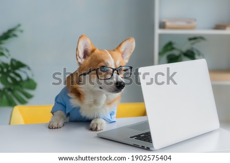 Cute corgi dog looking into computer laptop working in glasses and shirt Royalty-Free Stock Photo #1902575404