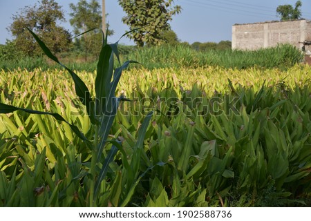 
Green corn standing in the shade of the house