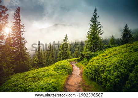 Fabulous and mysterious path in the coniferous foggy forest. Location place of Carpathians mountain, Ukraine, Europe. Image of exotic scene. Vibrant photo wallpapers. Discover the beauty of earth. Royalty-Free Stock Photo #1902590587