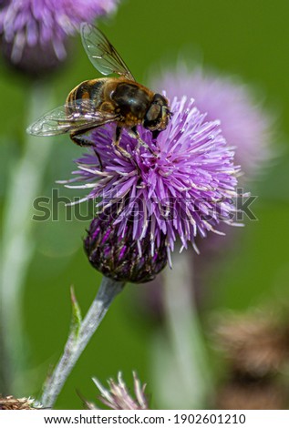 Bee collecting nectar on a thistle