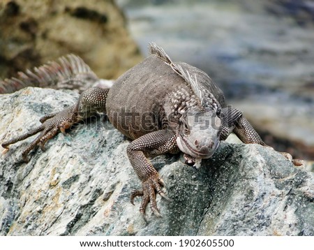 An iguana stands on a rock in Aruba