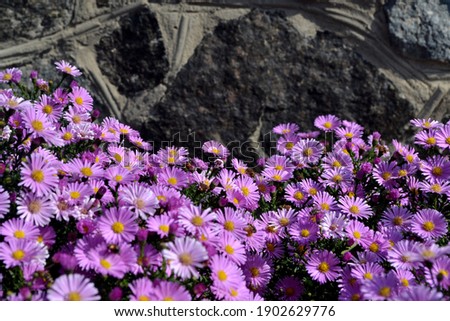Astra perennial. Astra Alpine. Aster alpinus. Beautiful flower abstract background of nature.Summer landscape. Floriculture, home flower bed. Delicate flowers