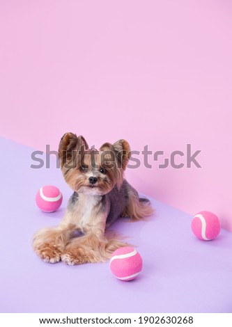 Cute Playful Yorkshire Terrier with pink balls among pink background. Pet Grooming Hair style. Copy Space