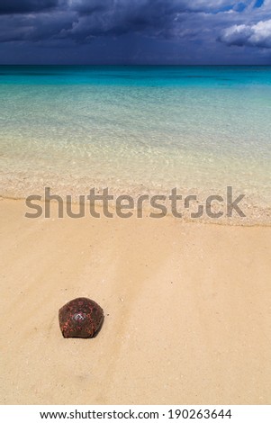 Jellyfish on a tropical beach with dark storm clouds