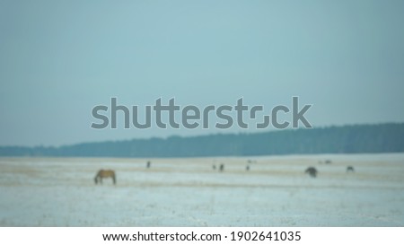 Blur picture background of a field with snow at Russia,  Europe  in winter season. 