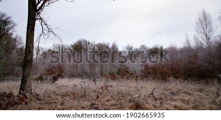 Glade of yellow grasses in the middle of a forest of large oaks in France. Light of a cold winter morning. The white frost covers the vegetation. Cloudy sky bringing snow. French wild forest