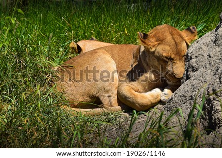 Female lion, lioness, on the ground taking a nap. Grassy fields and a rock in the picture.
