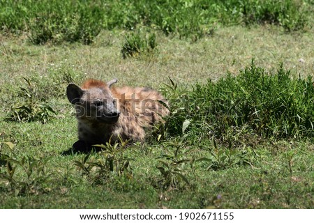 Hyena in the savannah by the grass.