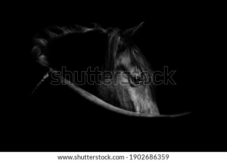 Fine art, low key horse picture Andalusian p.r.e. horse looking over shoulder with an eye that speaks Royalty-Free Stock Photo #1902686359