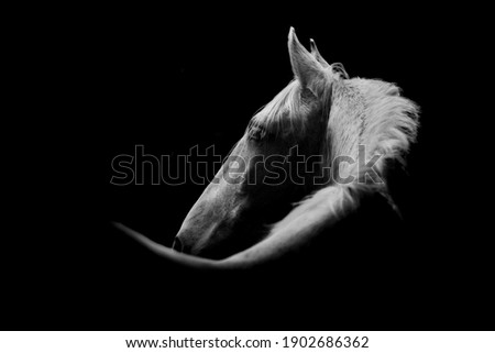 Fine art, low key horse picture of a white Andalusian horse looking over his shoulder with a black background and a lot of copy space