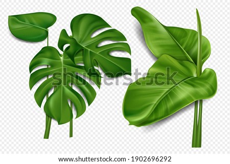 Palm leaves and palm branches isolated on transparent background. Elements of Hawaiian and tropical plants. Vector illustration