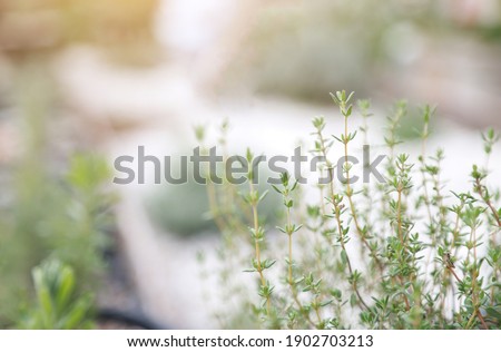 selective focus on small thyme tree with nature light in herbal garden 