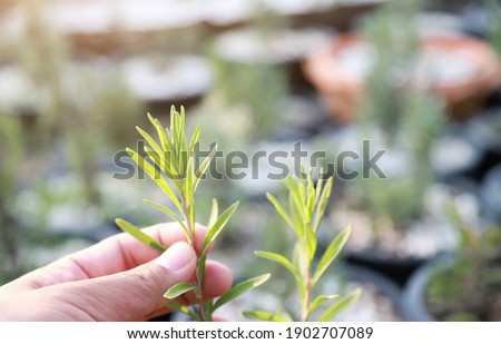 hand touching young English lavender tree in herbal garden for take care in growing time of plant. people living life with herbal concept 