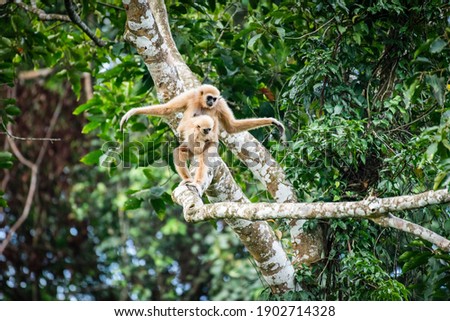 Common gibbon, White-handed gibbon had a child perched on the chest, it was perched on a branch at Khao Yai National Park. Royalty-Free Stock Photo #1902714328