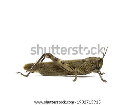 A large insect locust isolated on white background