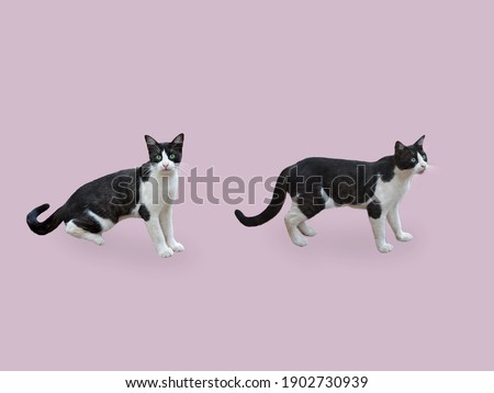 Two cats with a pink background and black and white colors.