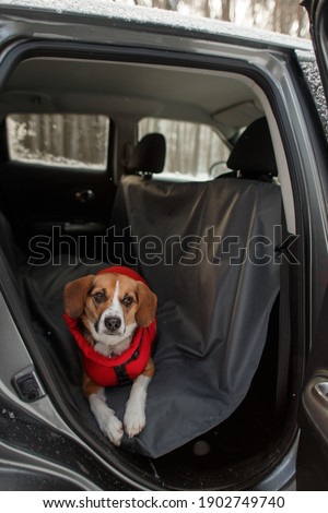 the dog sits in the car on a protective cover Royalty-Free Stock Photo #1902749740