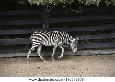 Young zebra playing in a zoo