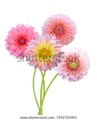 Beautiful pink dahlia bunch isolated white