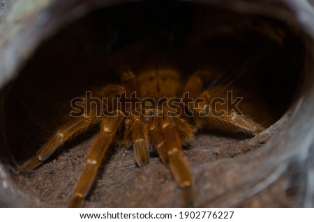Mature female, Pterinochilus murinus RCF, or Orange baboon tarantula. Interesting tarantula with very aggressive behaviour and yellow-orange colors. She is looking from her asylum