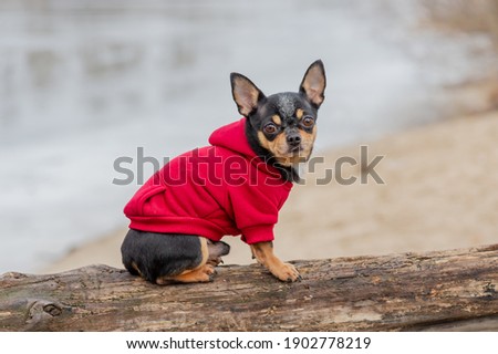 Pet dog Chihuahua walks on the street. Chihuahua dog for a walk. Dog in the autumn walks in the park