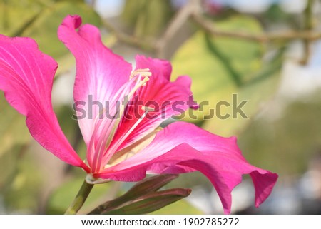 Very beautiful pink flowers and green leaves