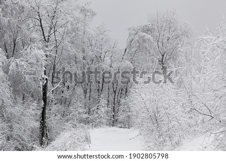 A path in the winter forest. Along the path, bushes and trees are covered with snow. Horizontal photo. Filmed in the Moscow region. Russia.