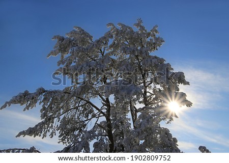 snowy tree with sunstar and a blue sky