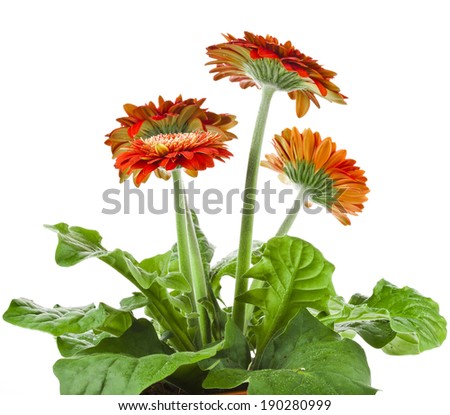 gerbera flowers bunch isolated on white background