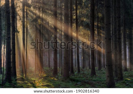 Sunrays in a forest on a hazy morning in winter, a fairy landscape Royalty-Free Stock Photo #1902816340