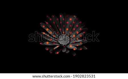 Black and red flower isolated on black background. Black and red floral background. Black and red polka dots. Red polka dot flower.