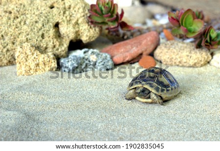 Small land turtle in the terrarium. Home pet. Royalty-Free Stock Photo #1902835045