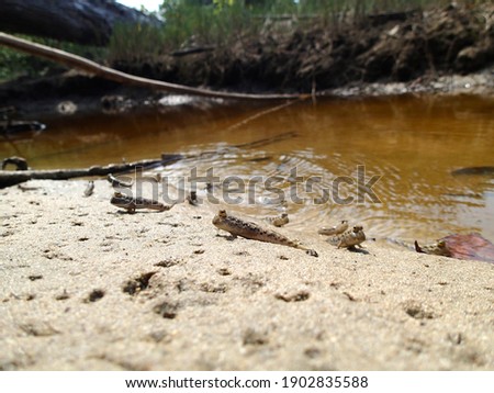 Mudskippers at Mahatma Gandhi Marine National Park (Andaman island) Royalty-Free Stock Photo #1902835588