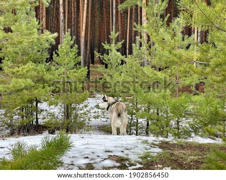 Siberian Husky walks in the spring forest