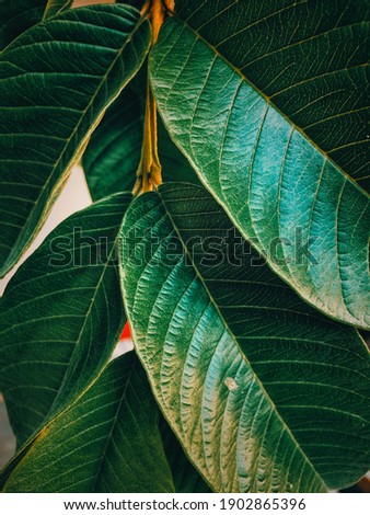 Leaf of tree green dark Royalty-Free Stock Photo #1902865396