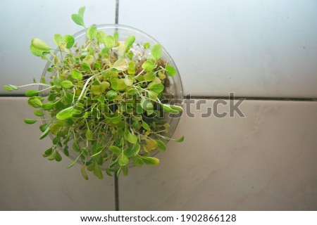 Green plants that grow in small transparent pots