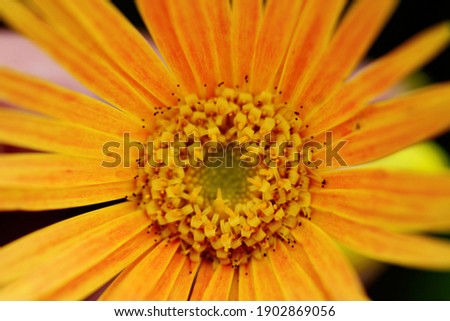 Macro image of orange flower in the garden